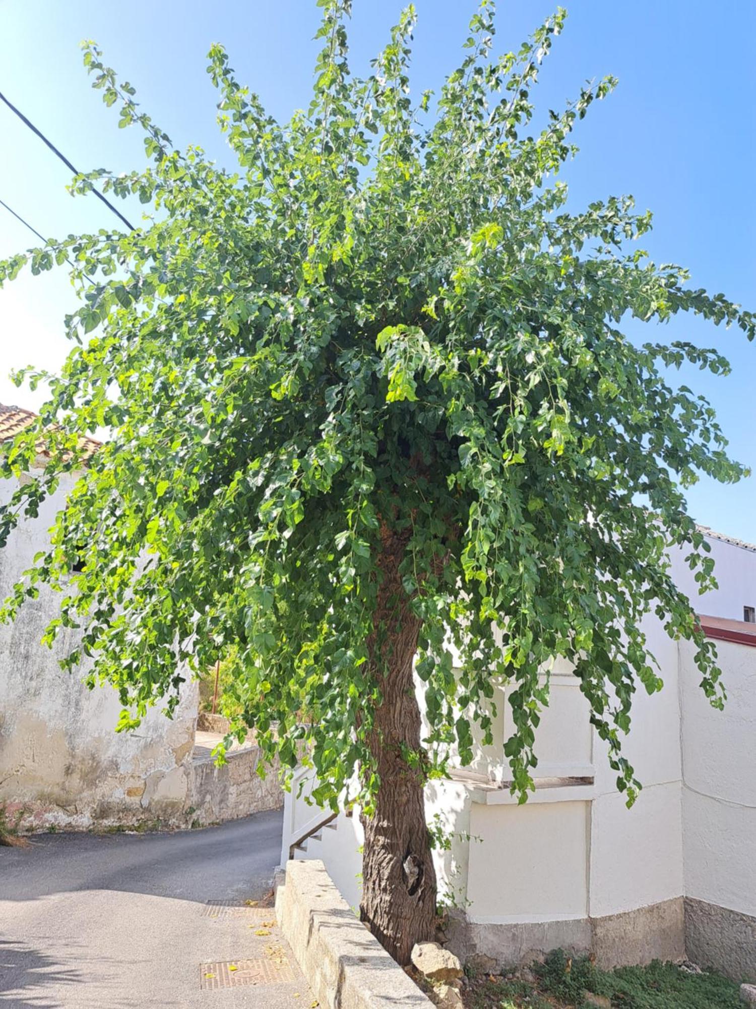 Apartmani Ana-Lora Lopar Exterior photo